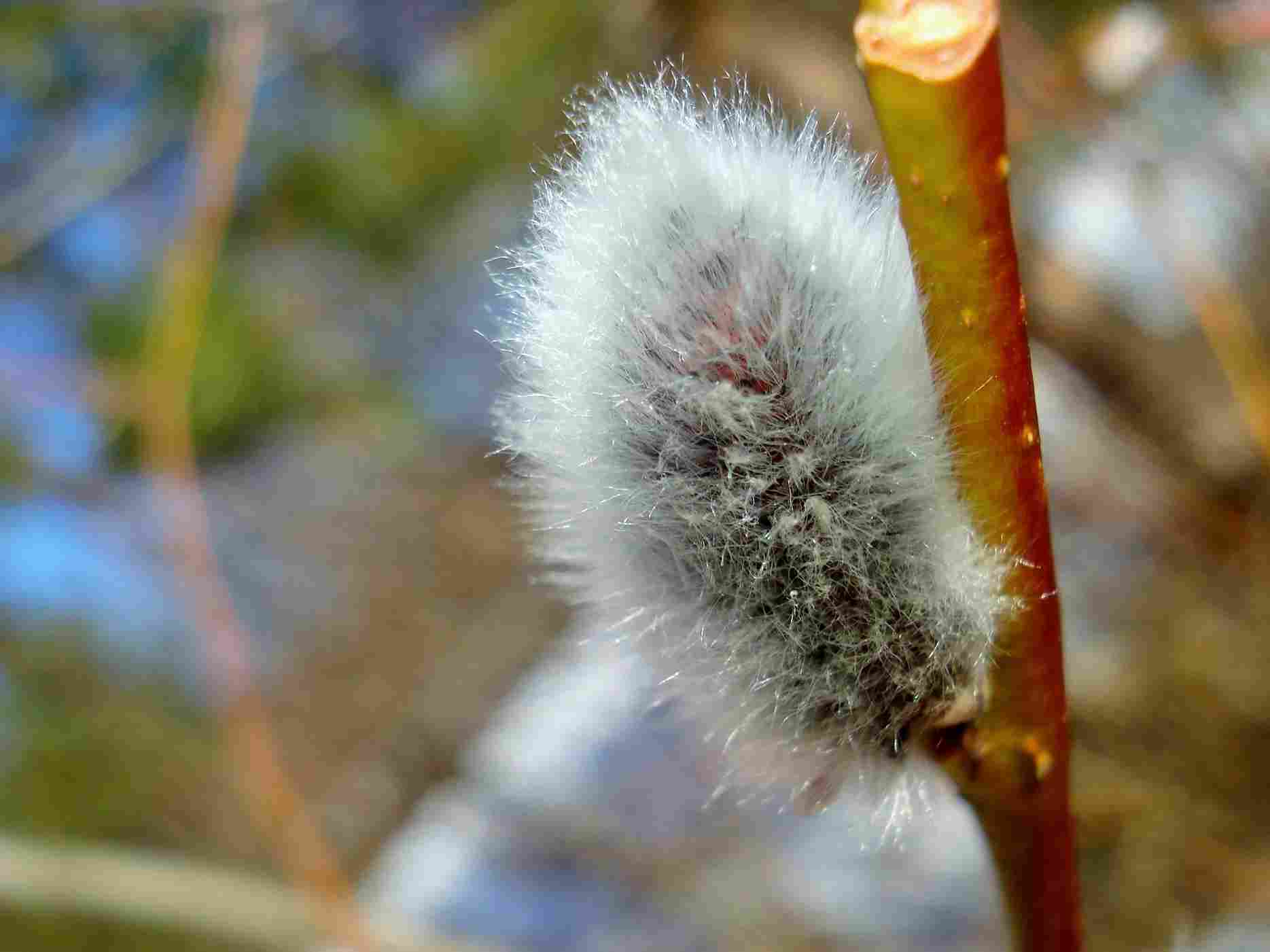 تصویر 1 از عرق بیدمشک برای لاغری با طعم طبیعی و دلنشین